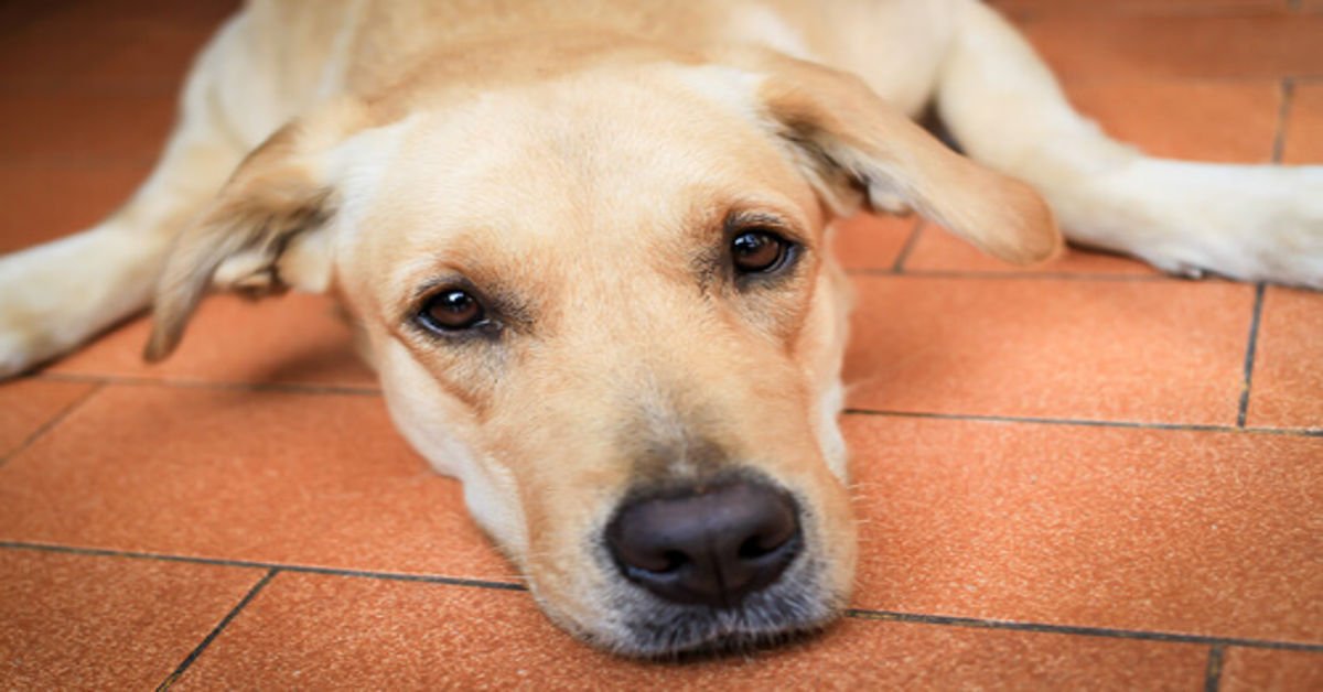 disoccupato massacra cane