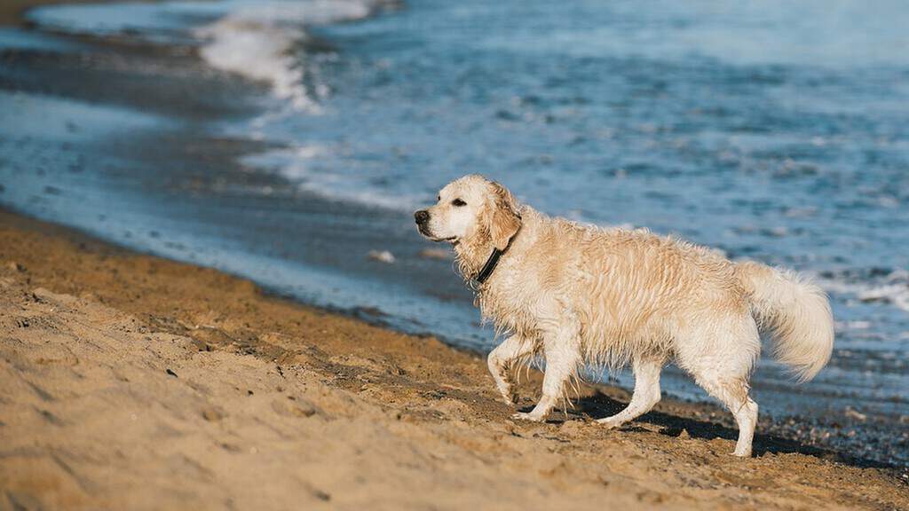 Il Via Libera Del Tar Ai Cani In Spiaggia I Comuni Non