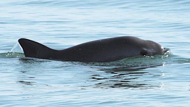 Il Cetaceo Con Un Lungo Dente Aguzzo