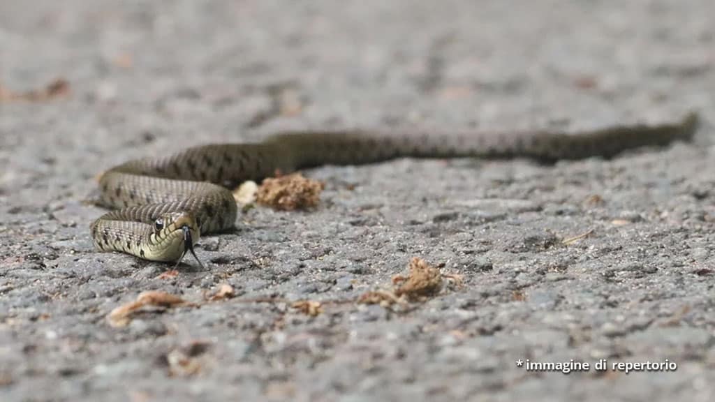 vipera