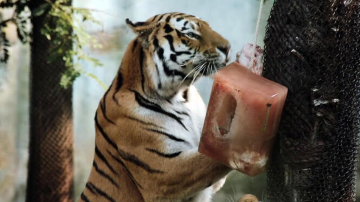 Bioparco Roma 