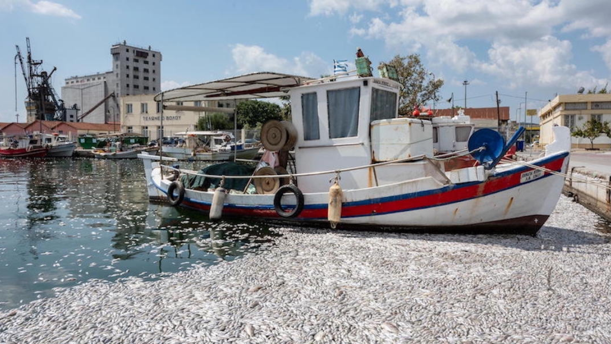 Volos migliaia 