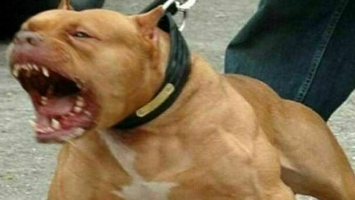 Brutta avventura per il sindaco di Ivrea: azzannato da due pitbull mentre correva nei boschi