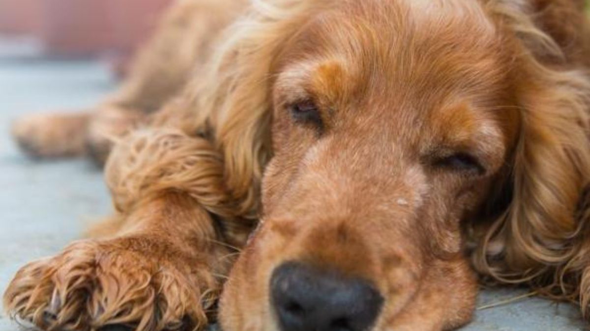 Ladri falliscono furto in casa e gettano il cane dei proprietari dal sesto piano