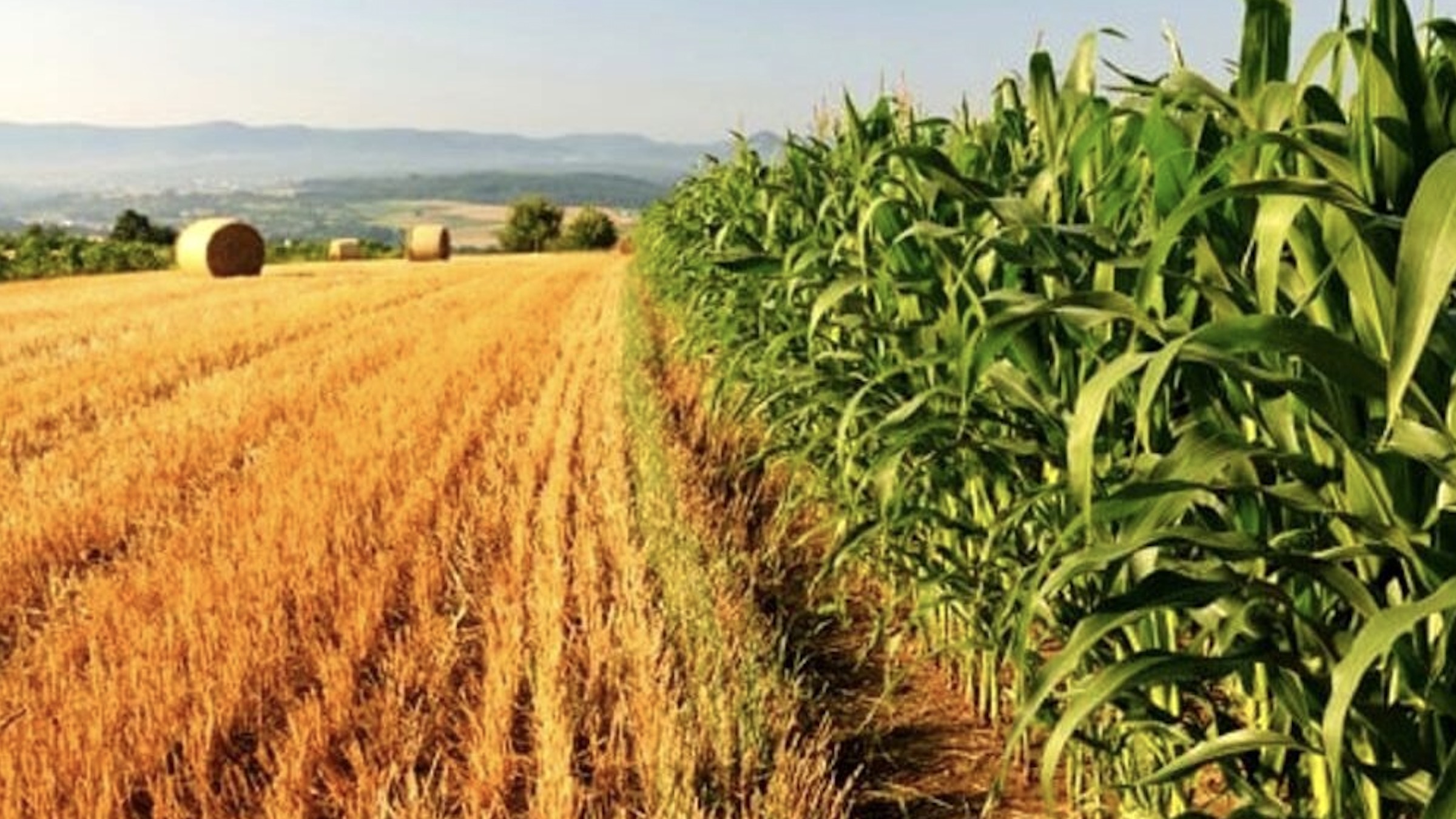 Novità per i giovani: arriva il servizio civile agricolo