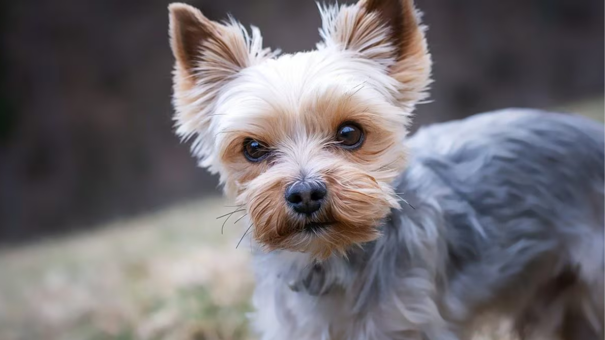 Ladri svaligiano un appartamento, poi picchiano e uccidono il cane: orrore a Viterbo