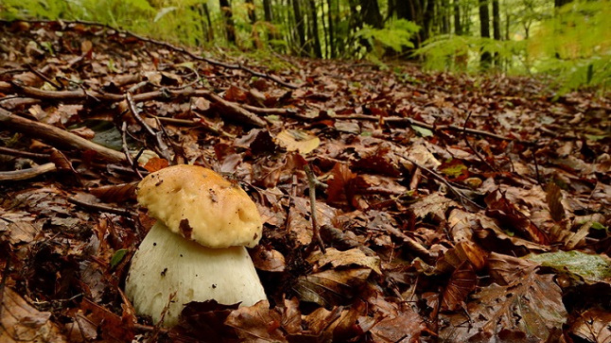 Liguria, cercatore di funghi 57enne muore cadendo in un dirupo