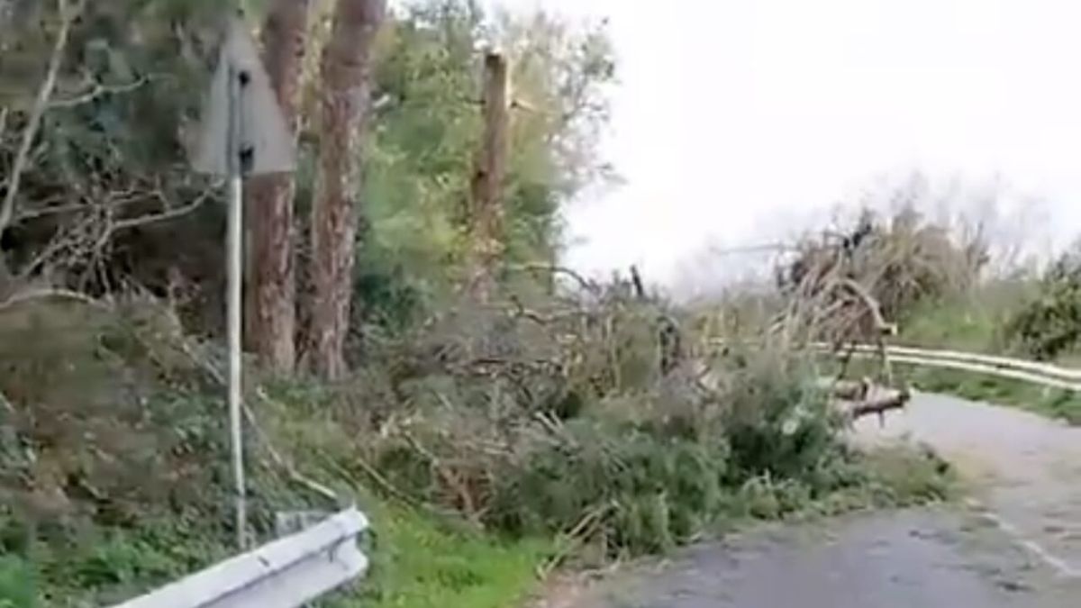 Maltempo in Sicilia, un grosso albero crolla sulla statale: traffico in tilt