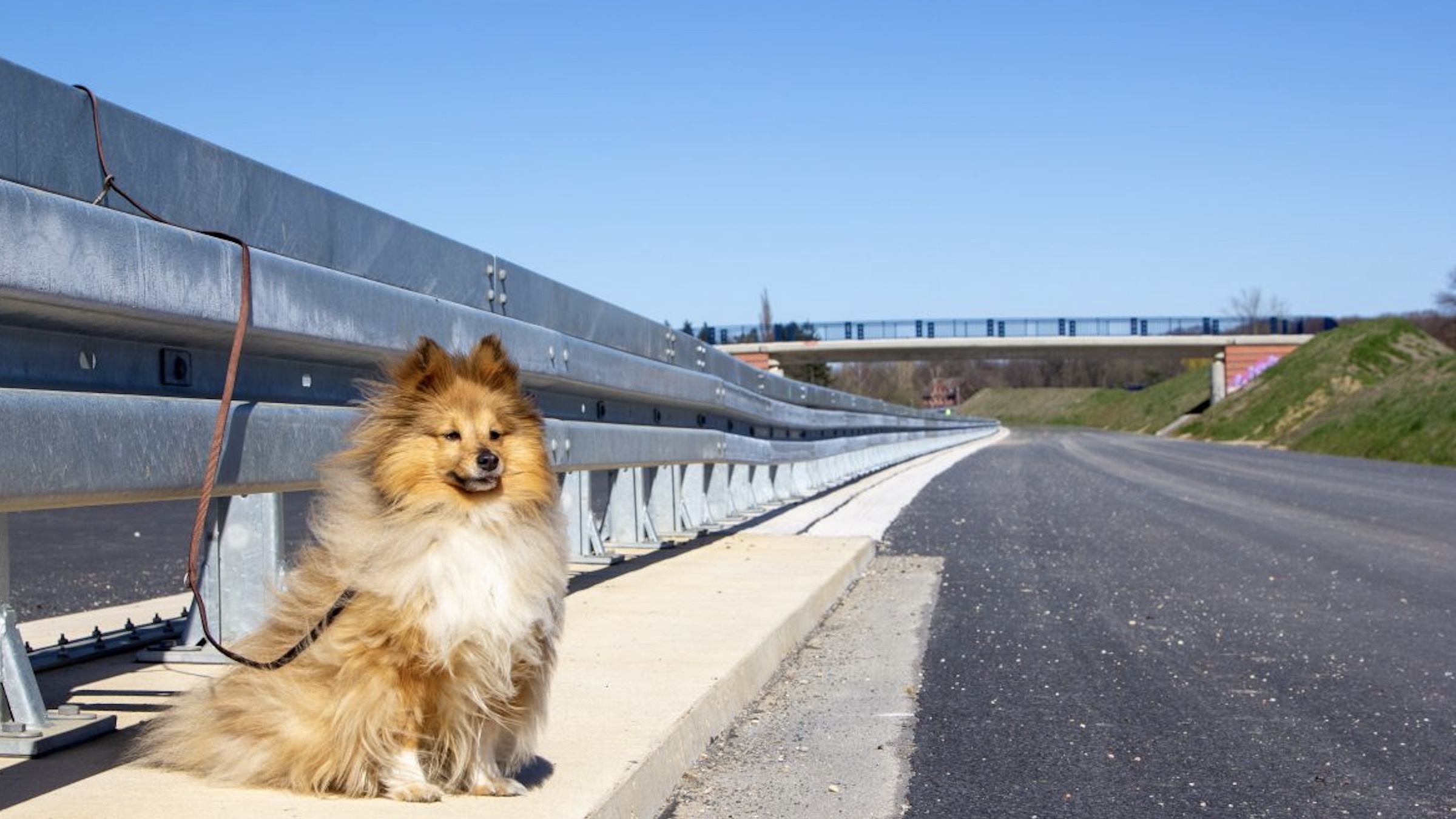 Codice della strada: ecco le nuove sanzioni per chi abbandona animali in strada