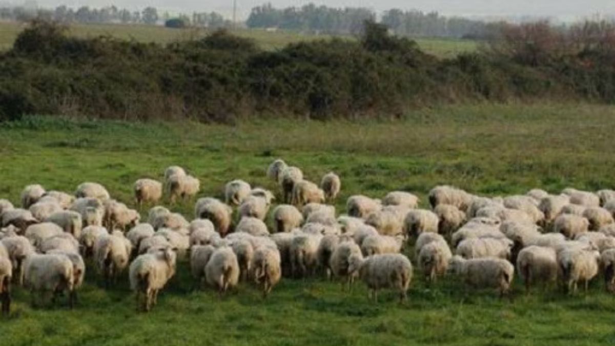 Allarme mucca pazza in due allevamenti a Viterbo: abbattute 300 pecore