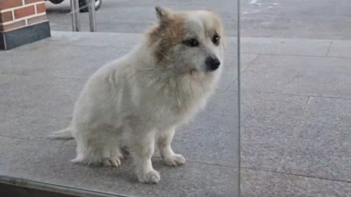 Famiglia sterminata, si salva soltanto il cagnolino: la sua disperazione è il simbolo della tragedia