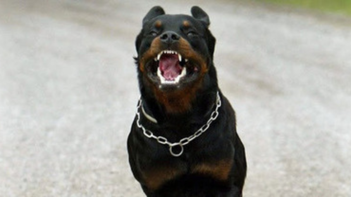 Milano, rapine con un rottweiler: arrestati due minorenni, segnalato un 13enne