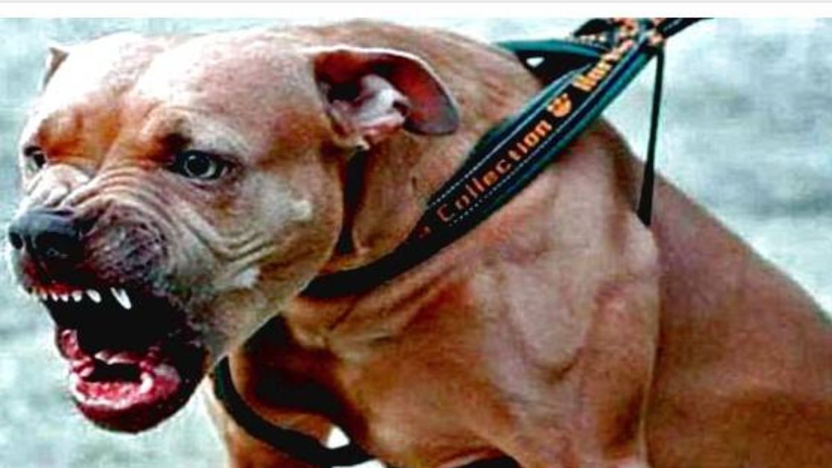 Ostia, 29enne azzannato dai suoi due pitbull: ricoverato, è gravissimo