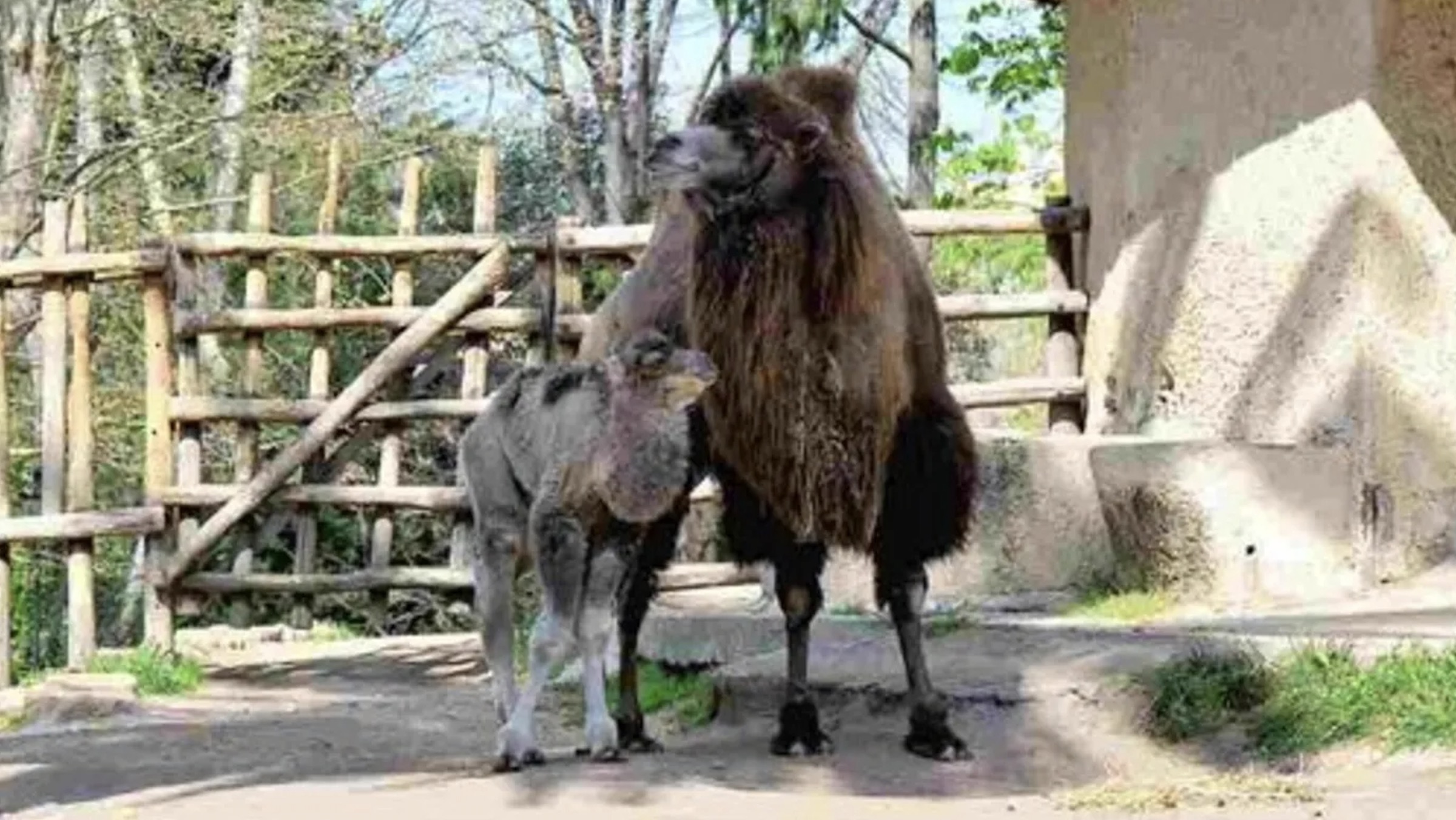 Fiocco azzurro al Bioparco di Roma, è nato un cammellino 